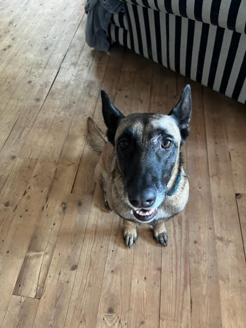 Bijzondere ontmoetingen: ‘De roedel’ deel 4: Lotus de klappertante uit Bosnie