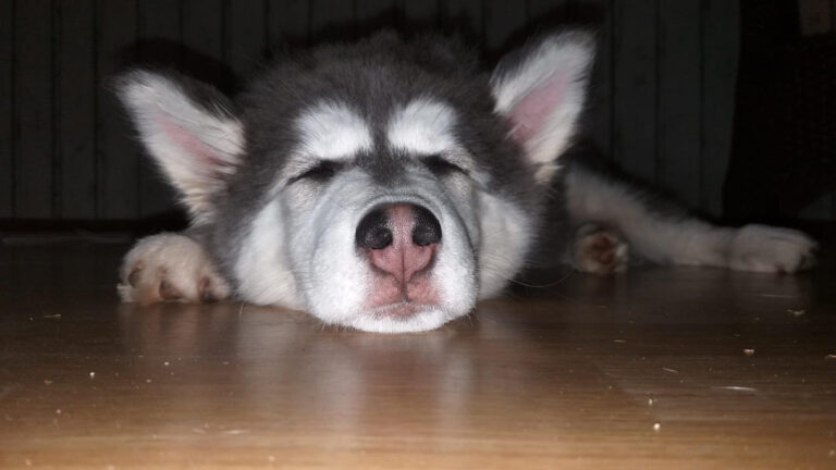 Bijzondere ontmoetingen: ‘De roedel’ deel 2: Hh (Huskyhond) Stormi