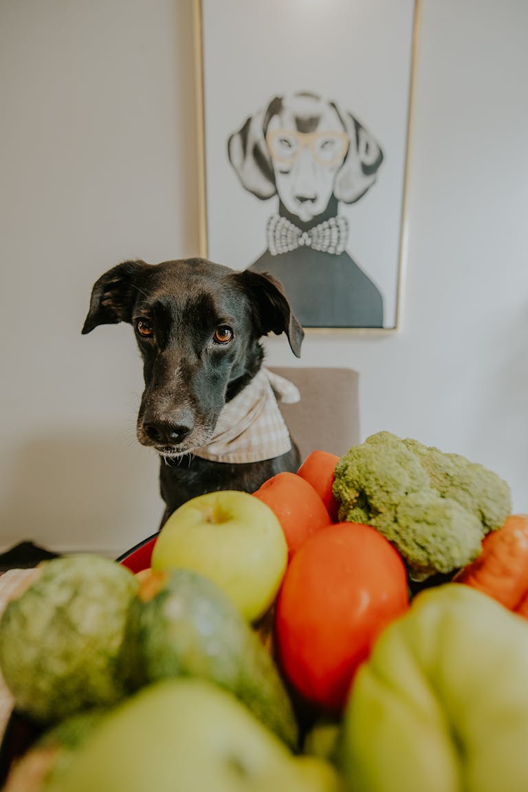 A black dog wearing a scarf beside fresh vegetables with a dog portrait in the background.