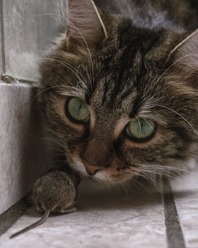 A close-up of a tabby cat with bright eyes staring intently at a mouse on tiled floor.