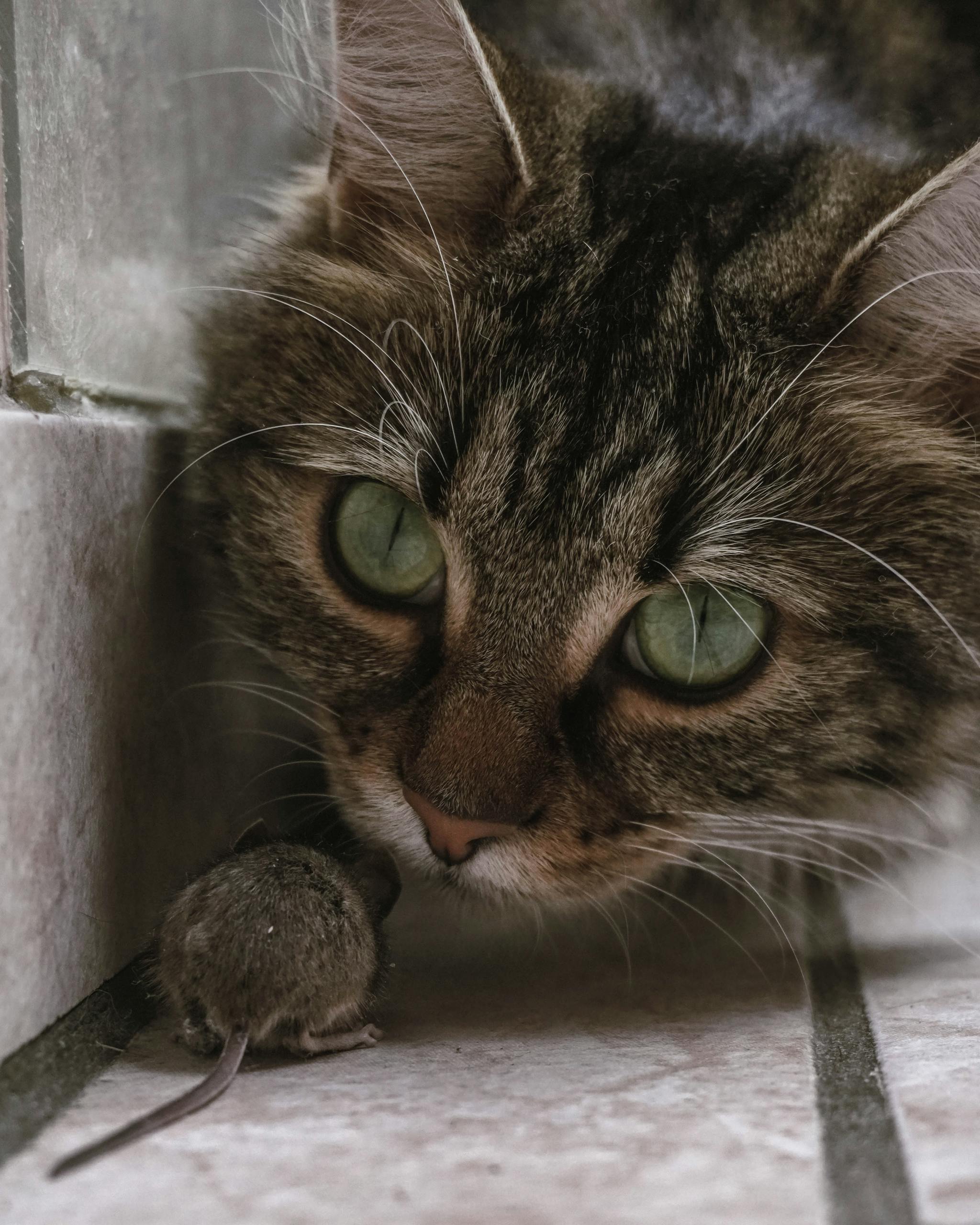 A close-up of a tabby cat with bright eyes staring intently at a mouse on tiled floor.