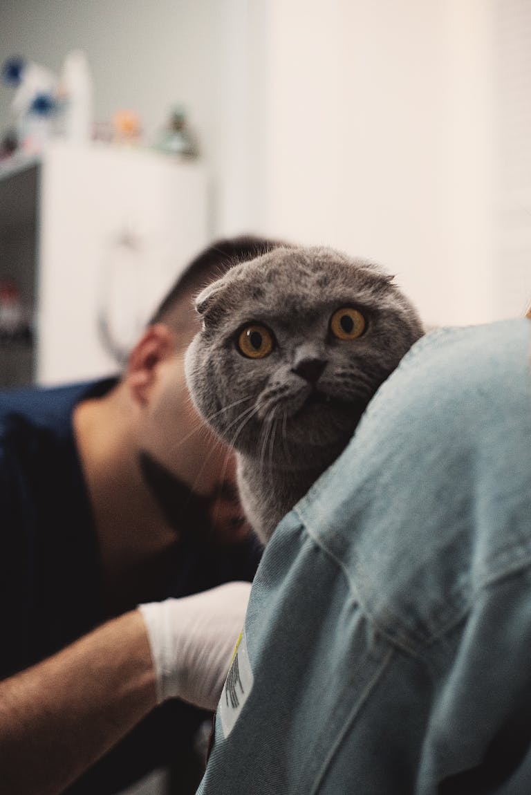 A cute Scottish Fold cat peeks over the shoulder in a vet's office. Perfect for pet and animal themes.
