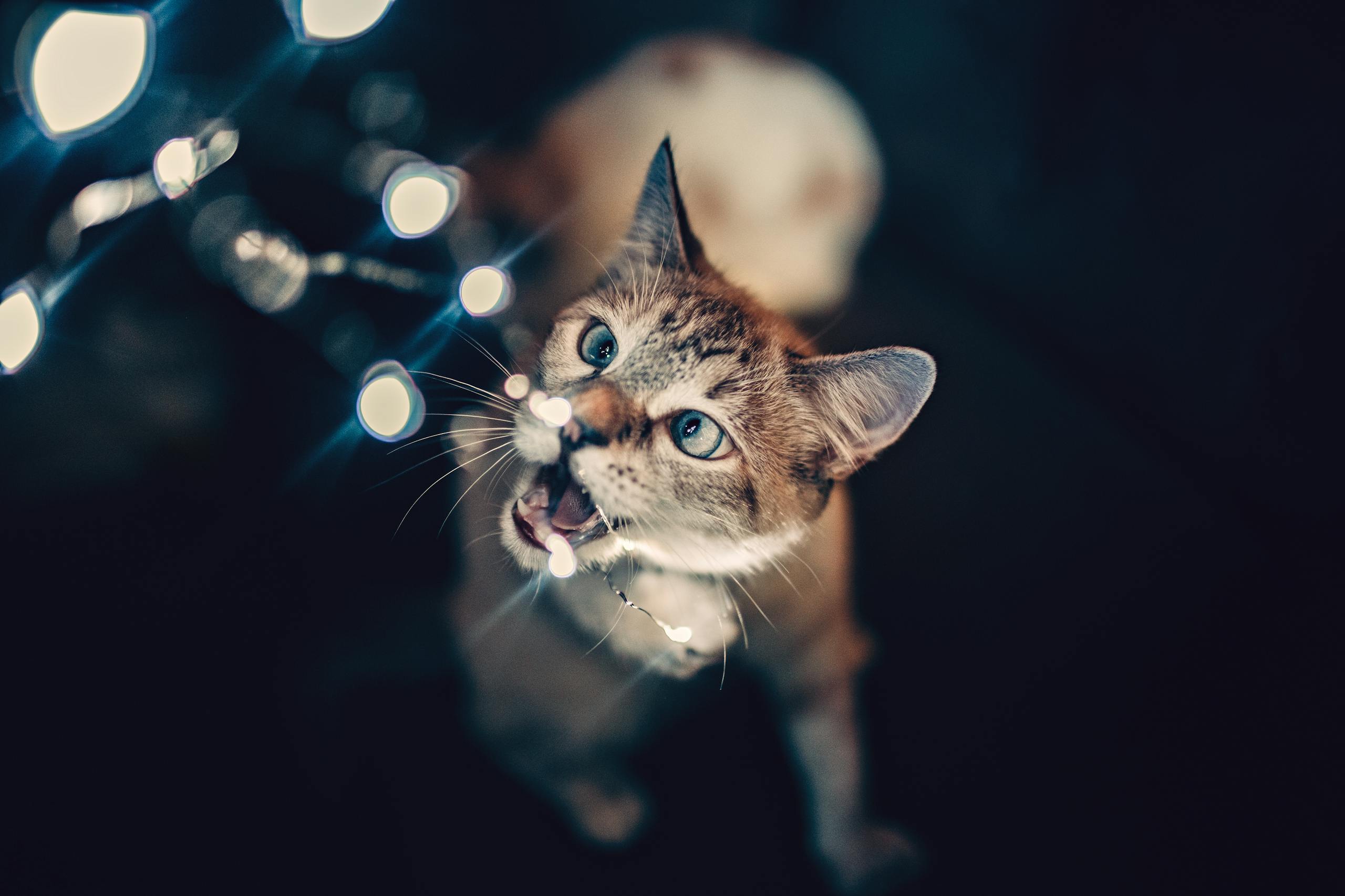 Adorable domestic cat interacting with string lights indoors, creating a playful and charming scene.
