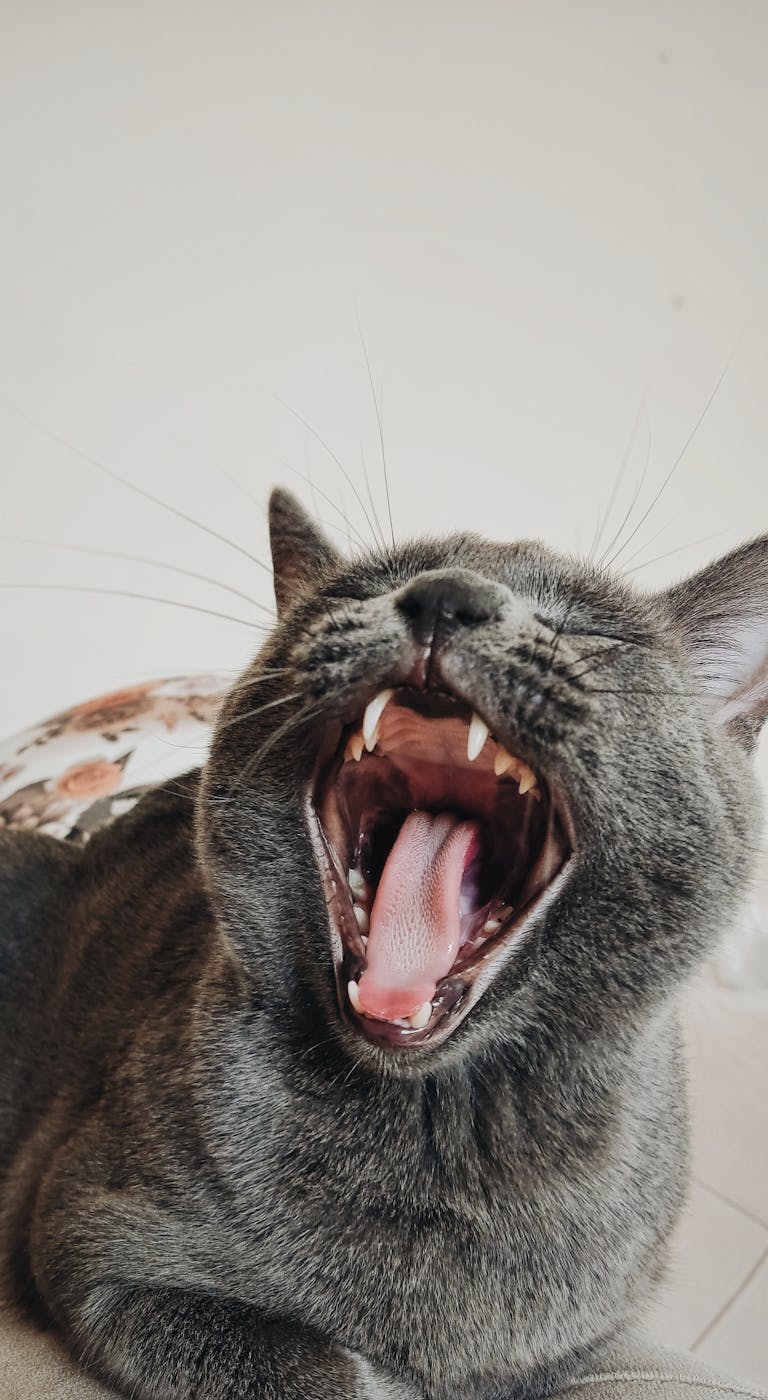 Amusing close-up portrait of a gray cat yawning indoors with an open mouth showing teeth.