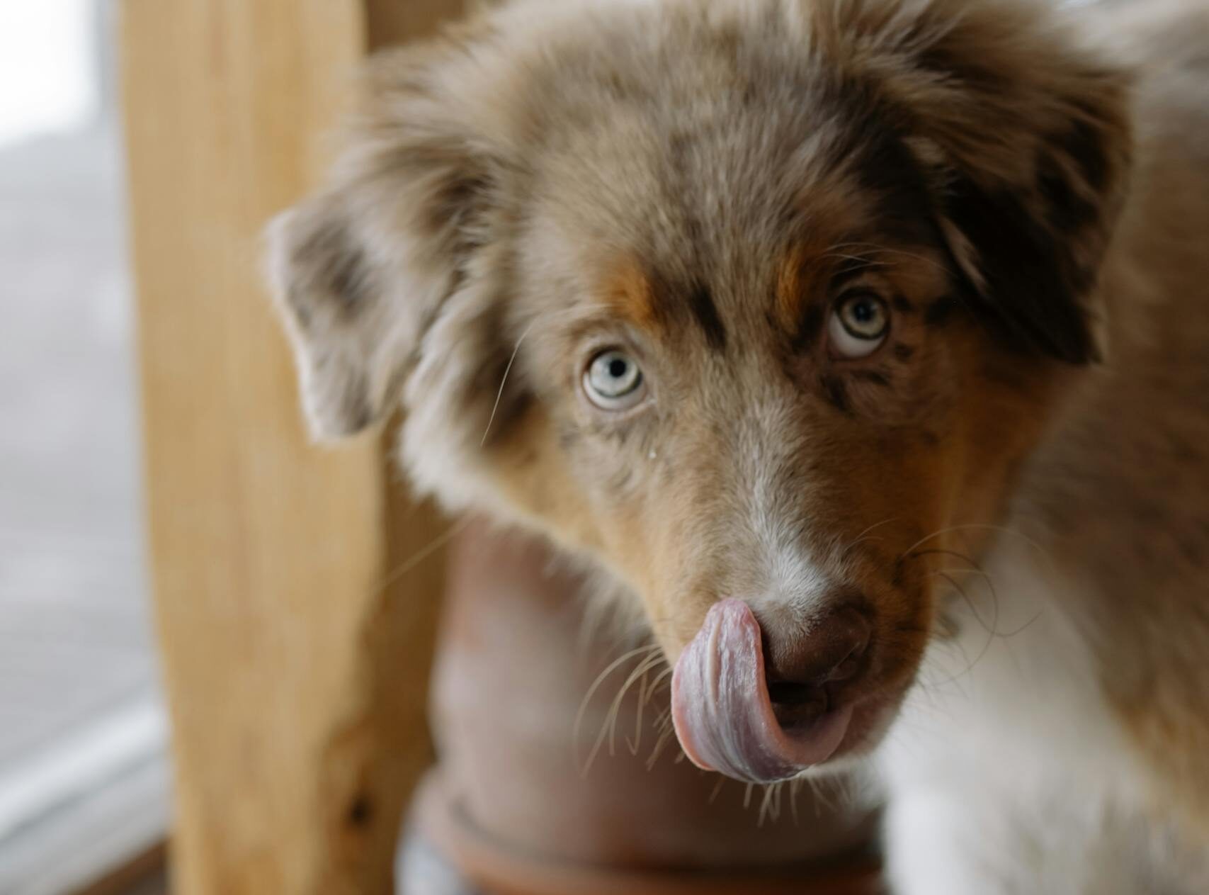 Close-up of an Australian Shepherd with blue eyes licking its lips near a food bowl indoors.