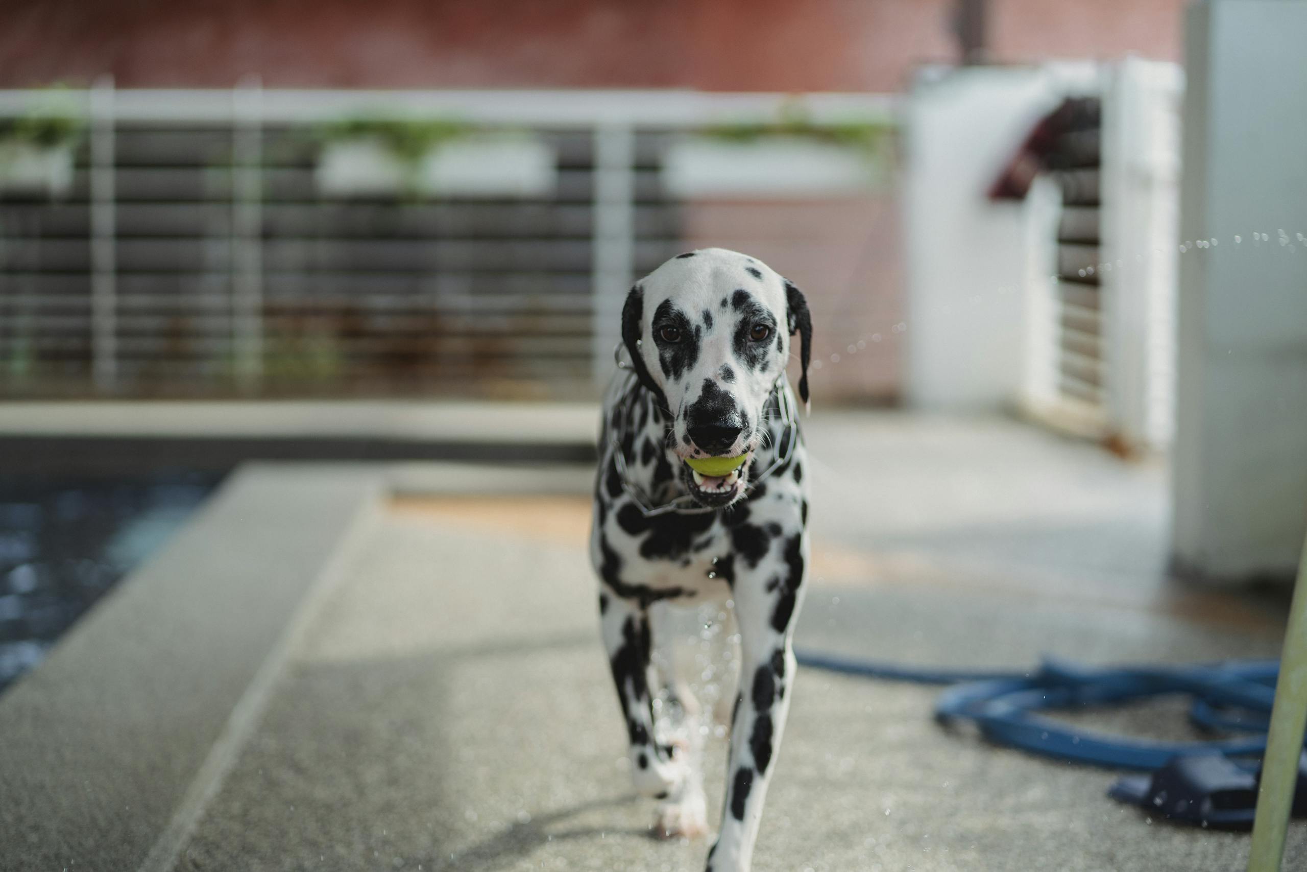 Playful Dalmatian dog holding a ball by the poolside, enjoying a sunny day.