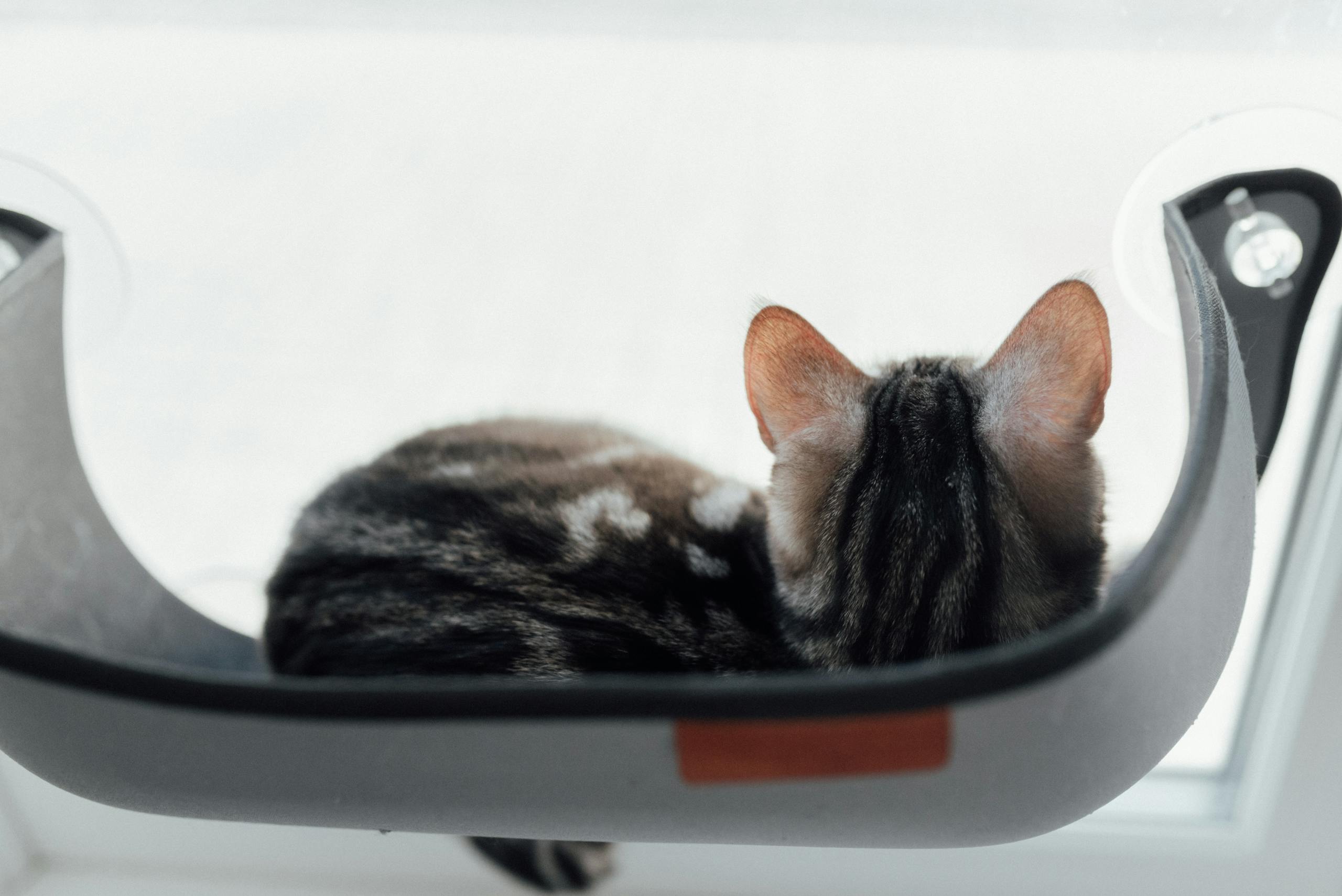 A cute domestic cat resting in a window hammock with soft lighting. Perfect for pet lovers.