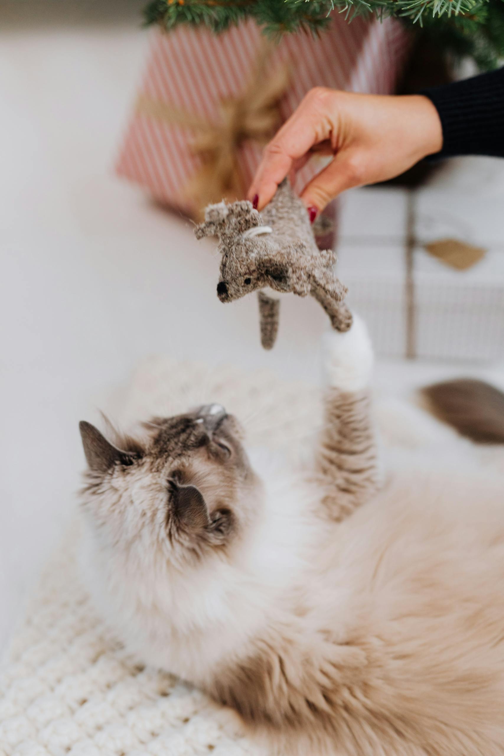 A fluffy cat plays with a toy mouse under the Christmas tree indoors.