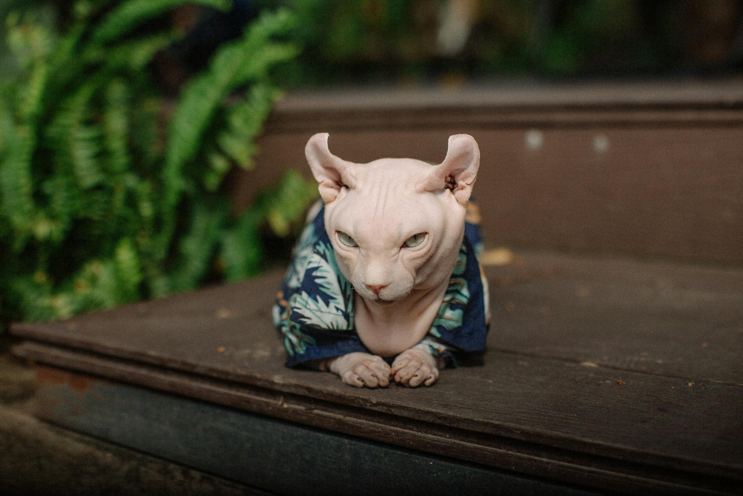 A Sphynx cat wearing a Hawaiian shirt sits outdoors on wooden steps.