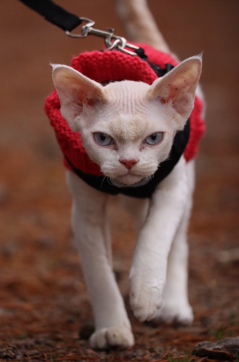 A stylish Devon Rex cat in a red sweater confidently walking on a leash outdoors.