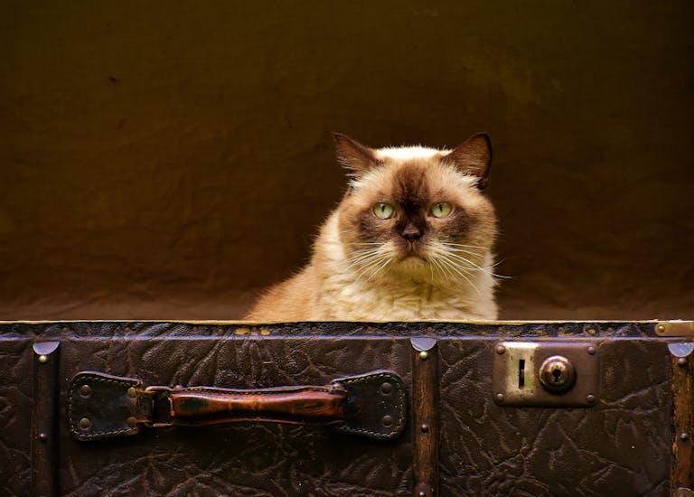 Adorable British Shorthair cat sitting in a vintage suitcase, showcasing a retro feel in an indoor setting.