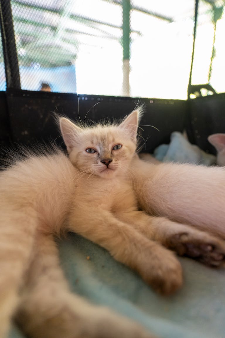 Adorable kitten lounging in a Mexico City shelter, showing soothing comfort and tranquility.