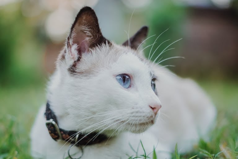 Close-up of a cute cat with blue eyes and a collar, lying on grass outdoors.