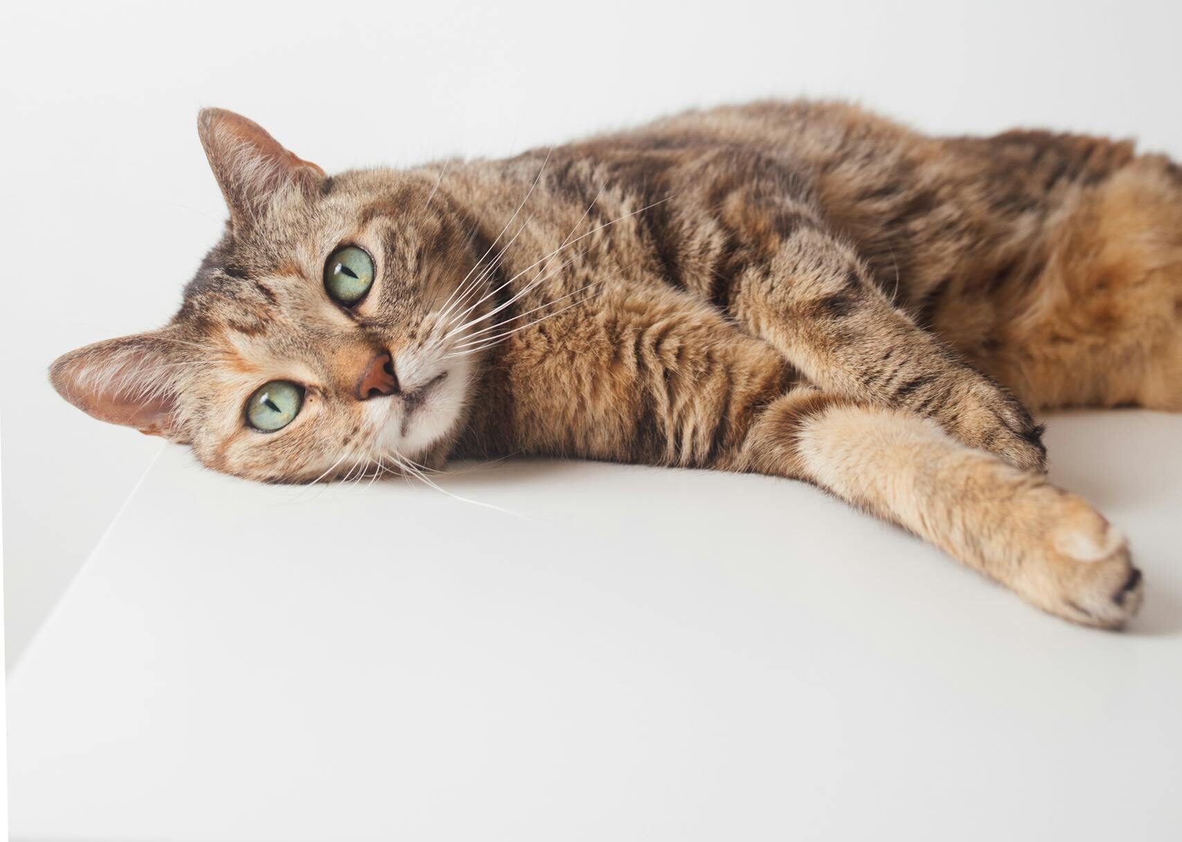 Cute tabby cat resting peacefully on a white surface against a clean background.