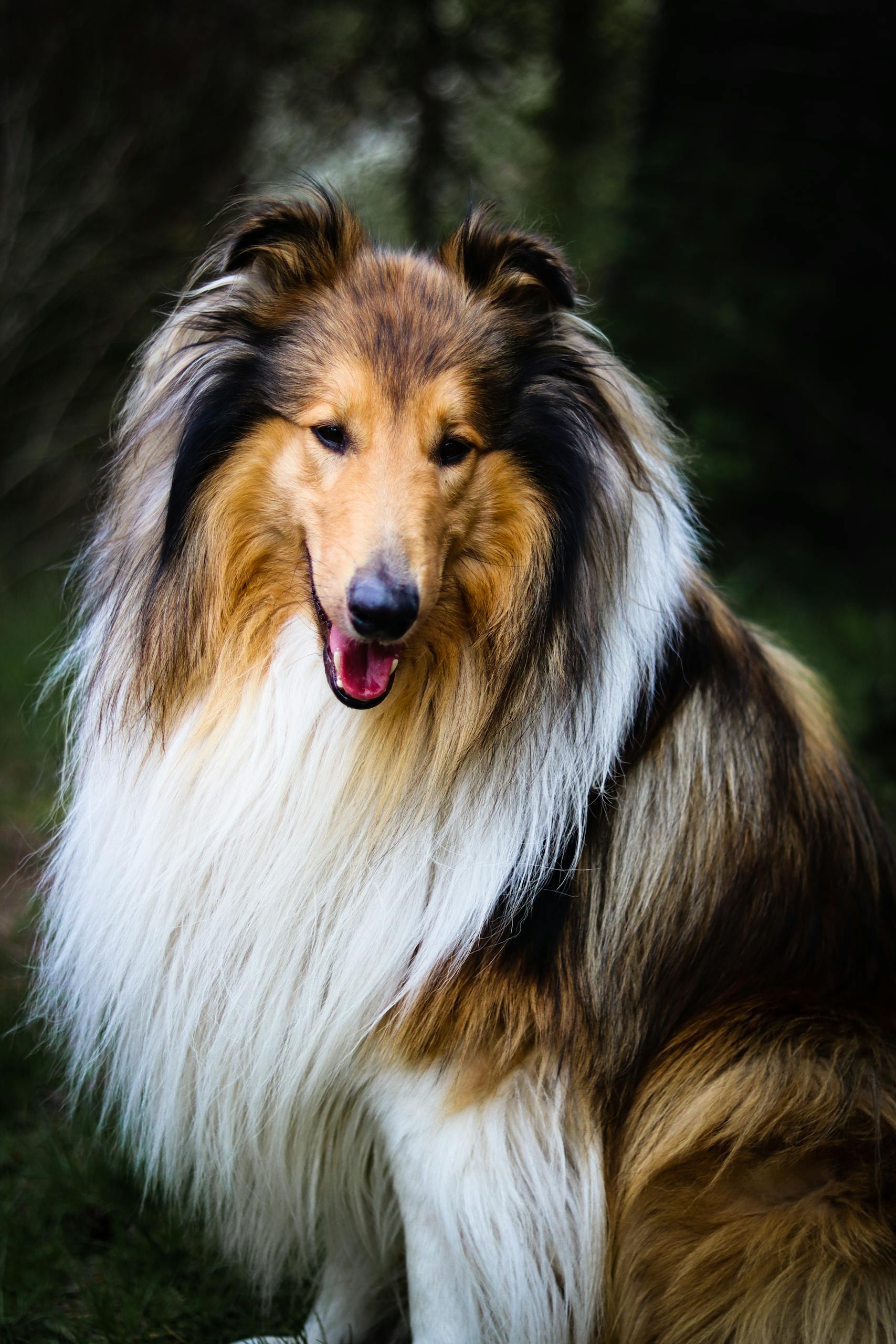 A beautiful Rough Collie sitting outdoors with a lush fur coat in a natural setting.