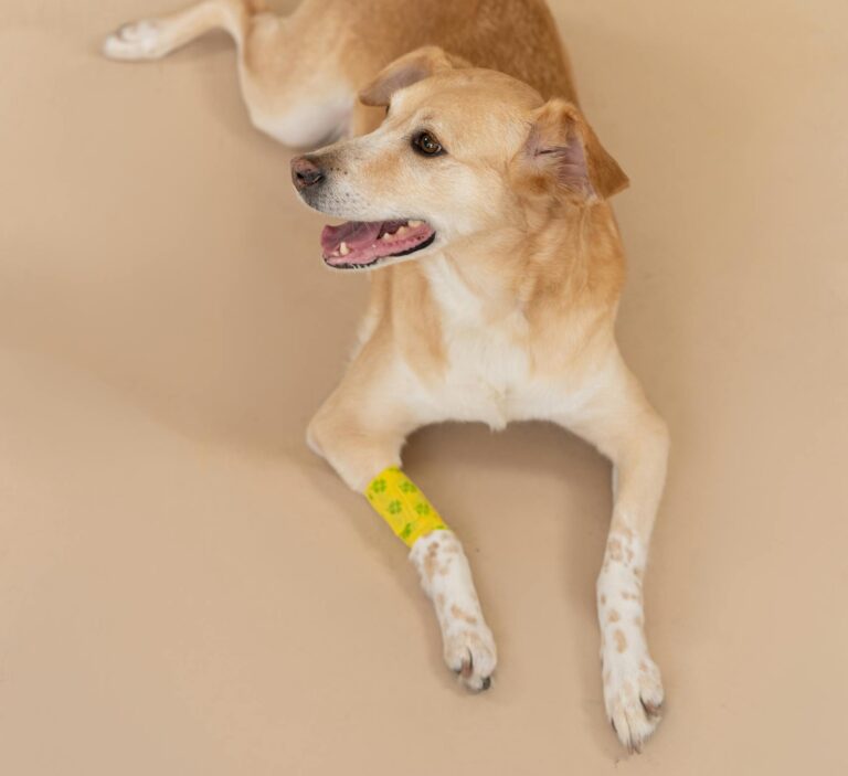 A brown dog with a bandaged leg resting on a beige backdrop.