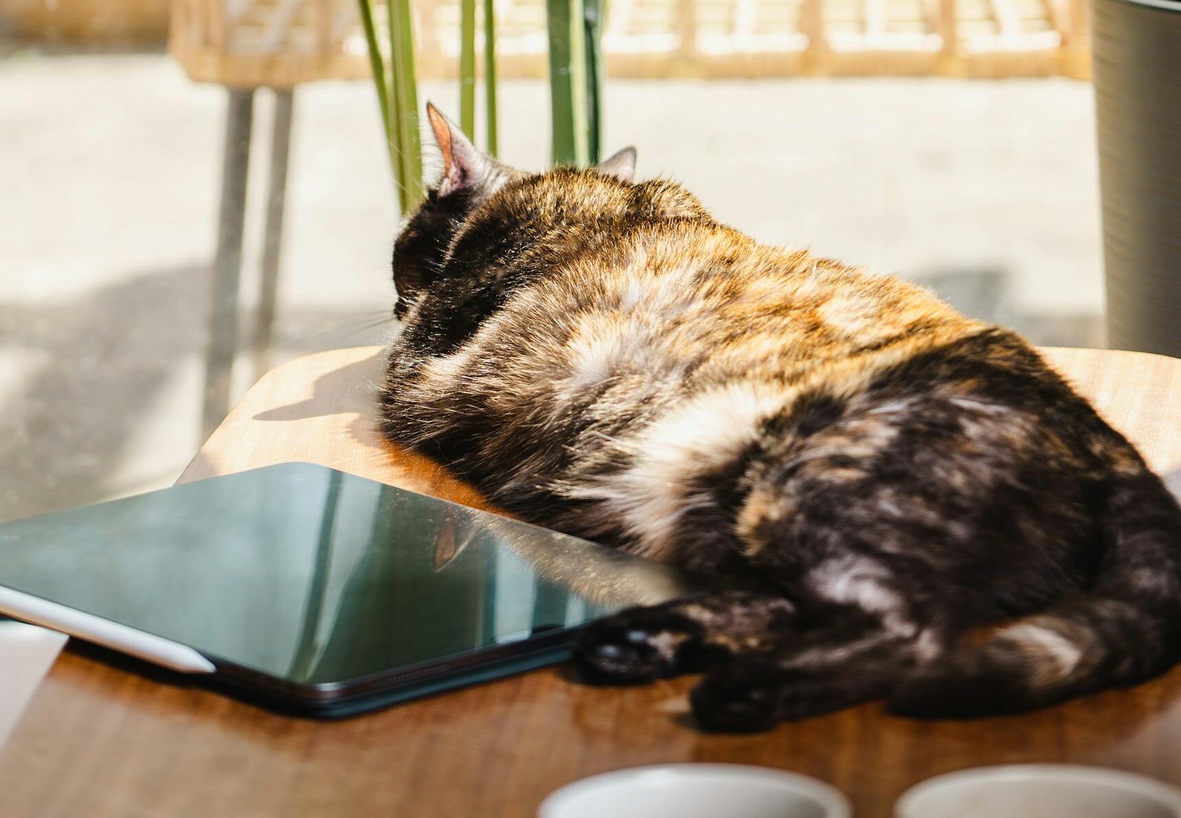 A calico cat sleeping on a table near green plants with a tablet nearby, indoors.