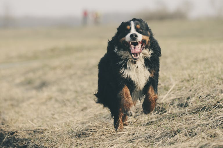 A playful Bernese Mountain Dog runs joyfully through a grassy field, showcasing energetic movement.
