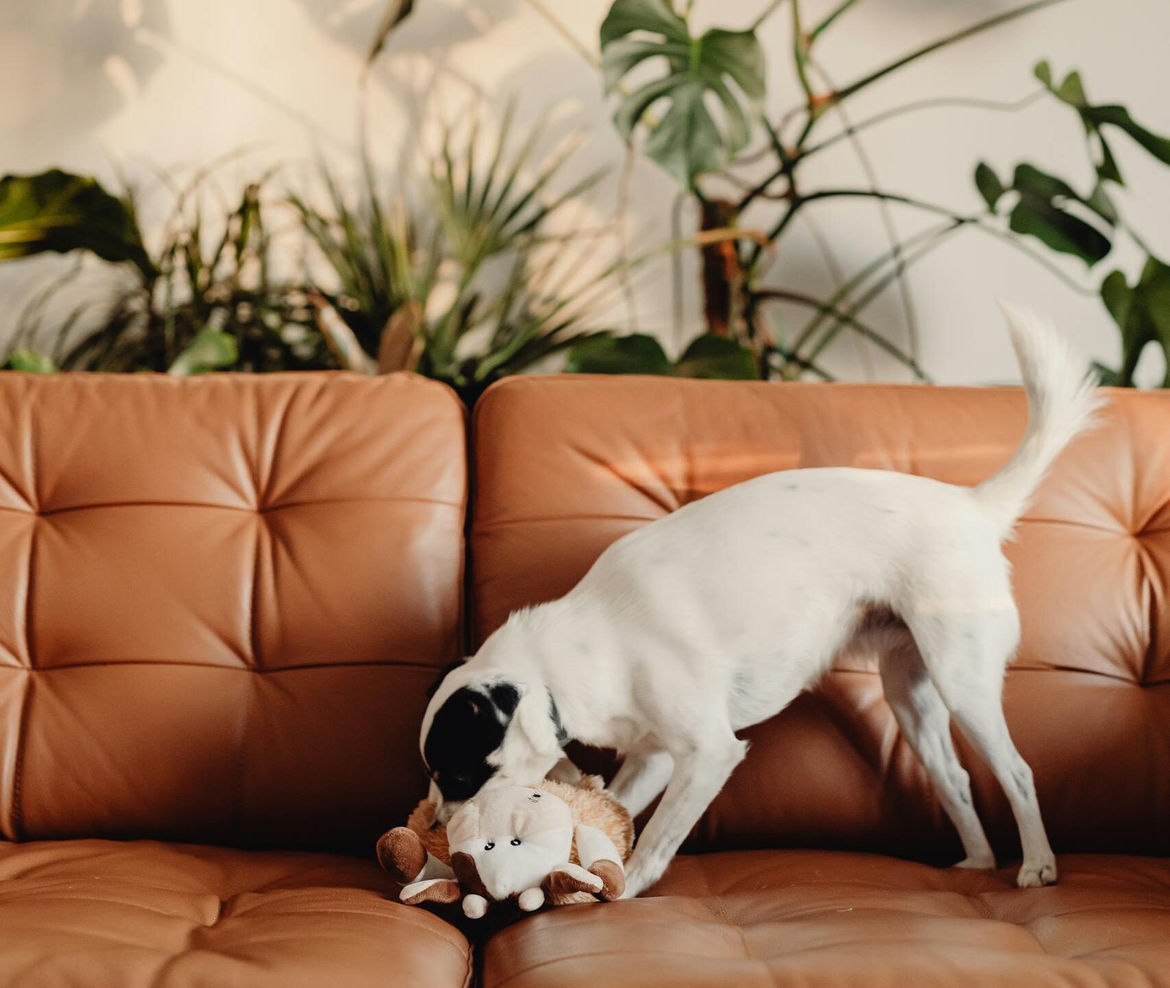 Adorable dog playing on a leather couch surrounded by lush indoor plants, creating a cozy and natural vibe.