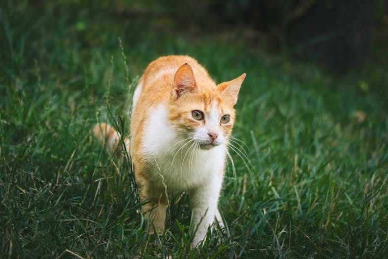 Cat walking on grass