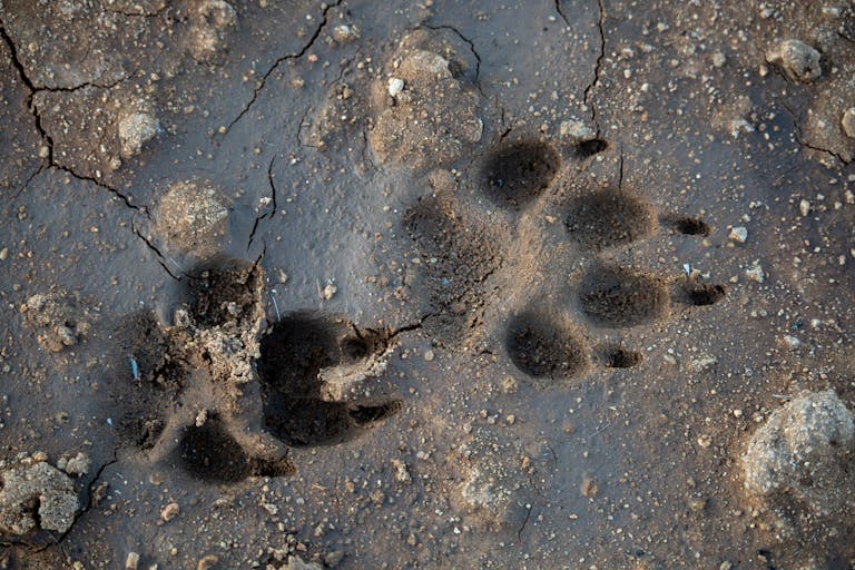 Close-up of dog paw prints in mud, showcasing texture and detail in a natural setting.