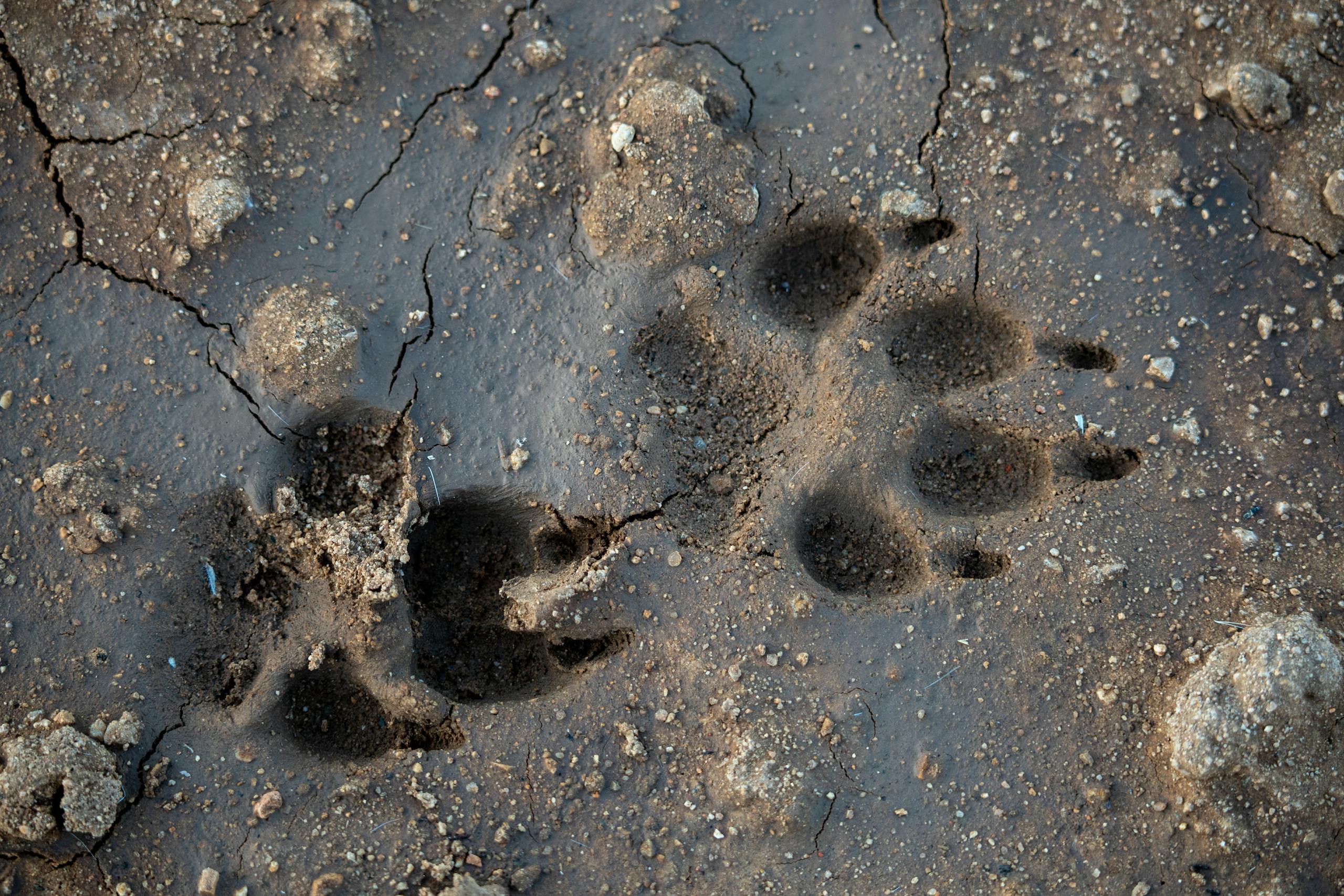 Close-up of dog paw prints in mud, showcasing texture and detail in a natural setting.