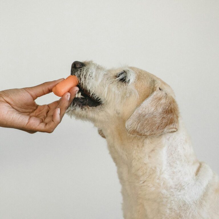 Crop anonymous ethnic woman feeding vegetable to white puppy sitting on chair