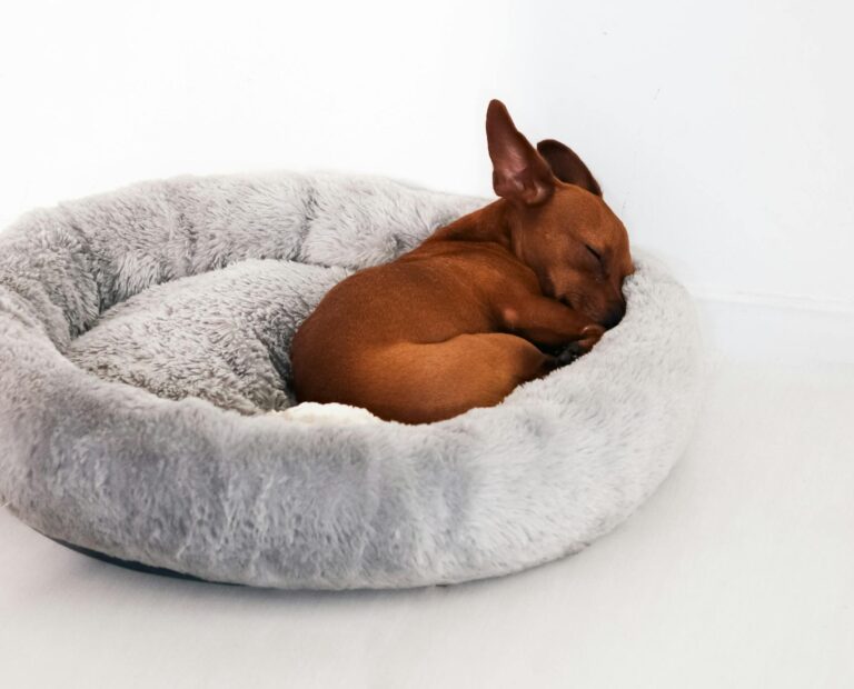 Cute brown puppy asleep on a cozy gray dog bed against a white background in a studio setting.