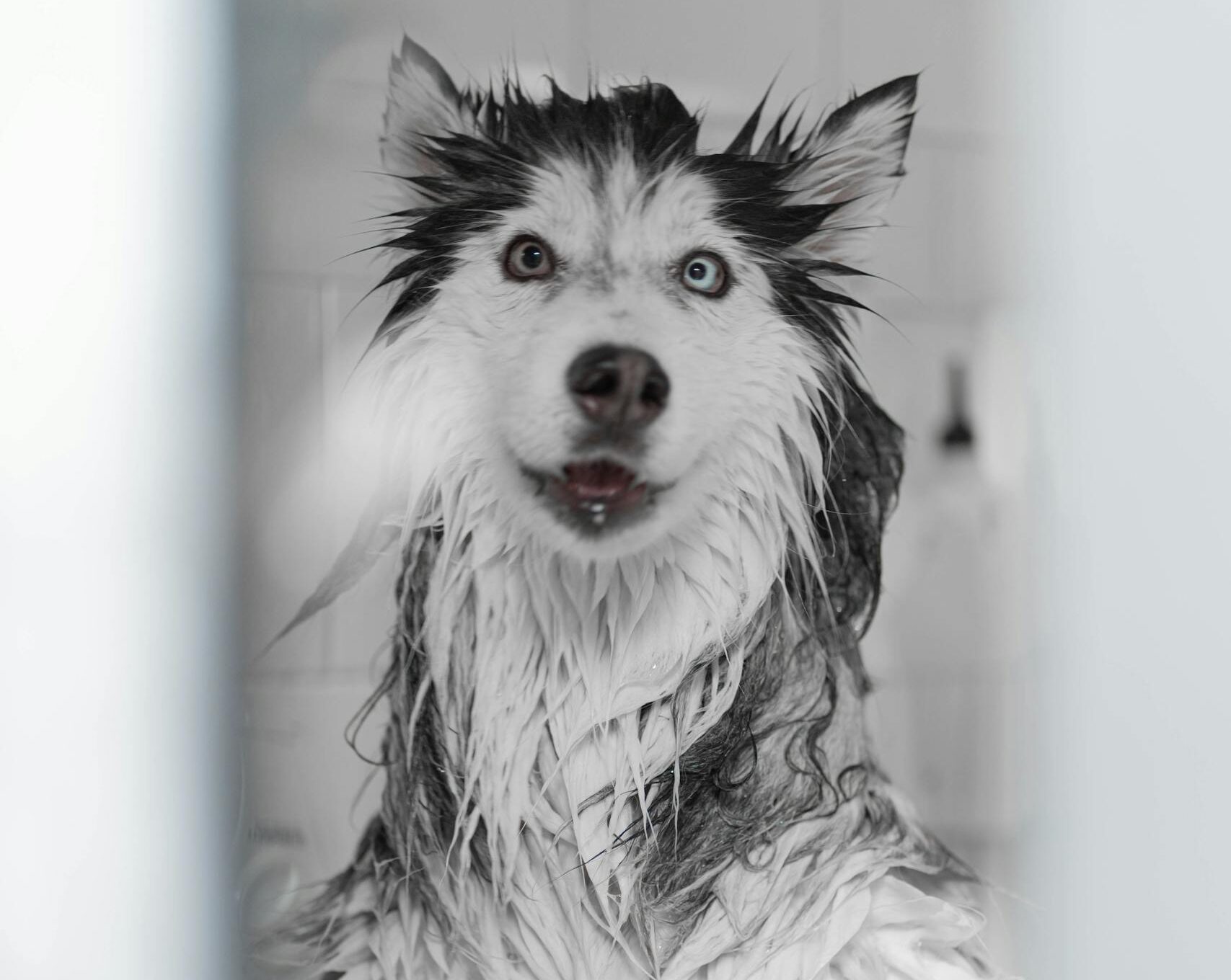 Cute wet husky dog with blue eyes enjoying a bath indoors.