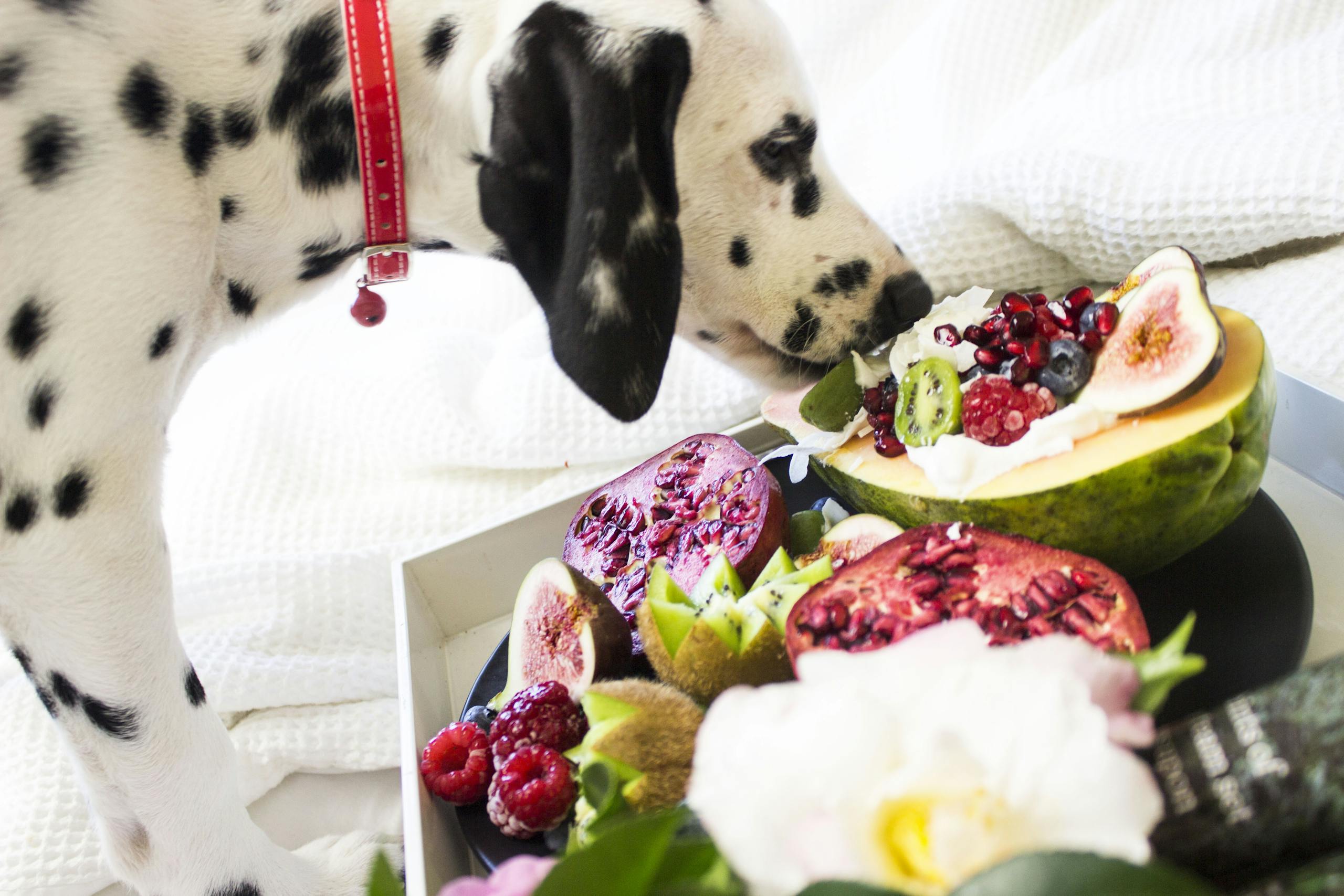 Dalmatian dog sniffing tropical fruits on a platter, including figs and raspberries.