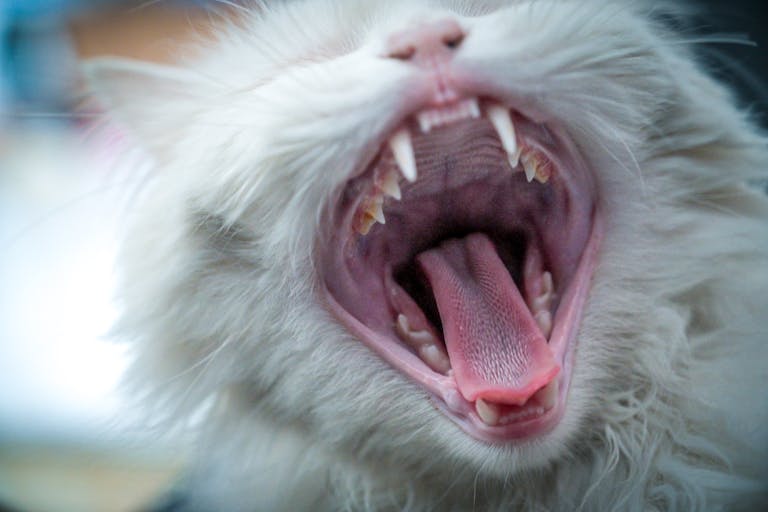 Detailed image of a white cat yawning, showing sharp teeth and open mouth, ideal for pet themes.