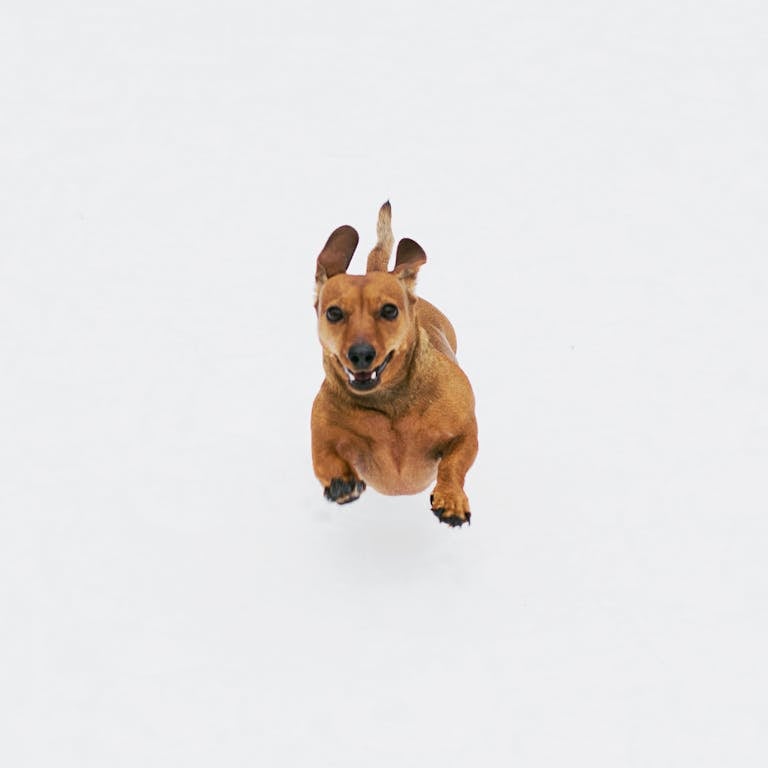 Playful dachshund captured mid-run on a white background, showcasing its joyful energy.