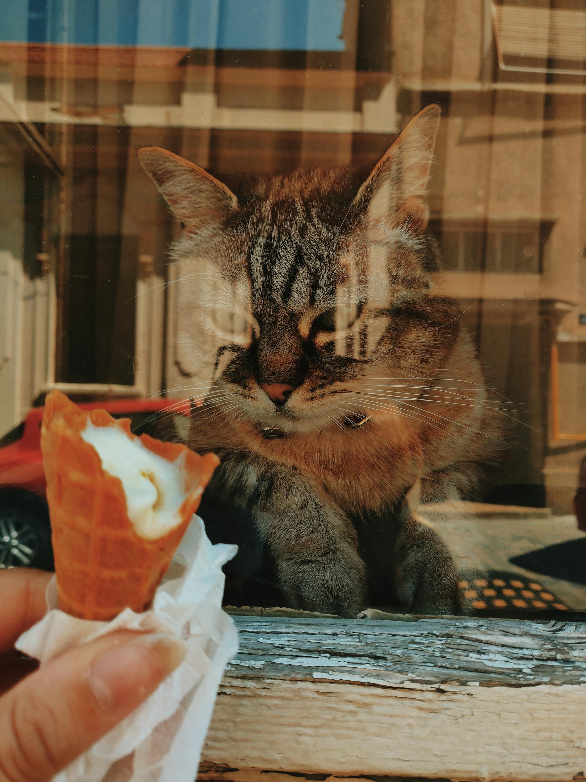 A cute tabby cat peers through a window, eyeing an ice cream cone. Captured in Brașov, Romania.