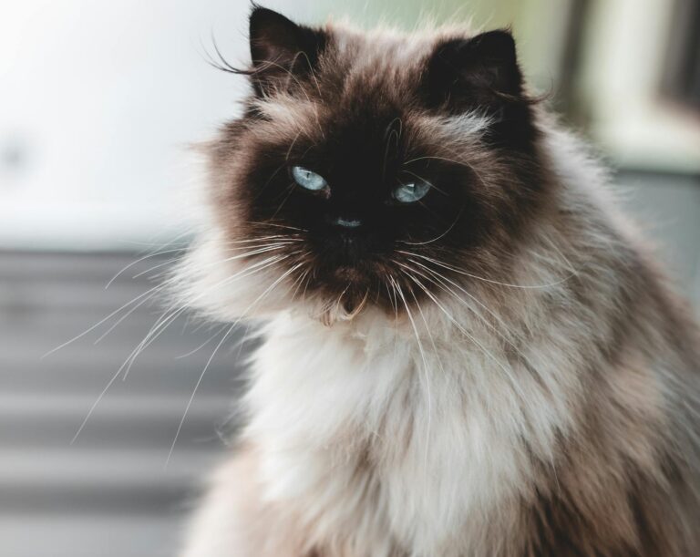 Charming Himalayan cat with striking fur and blue eyes sitting gracefully on a ledge indoors.