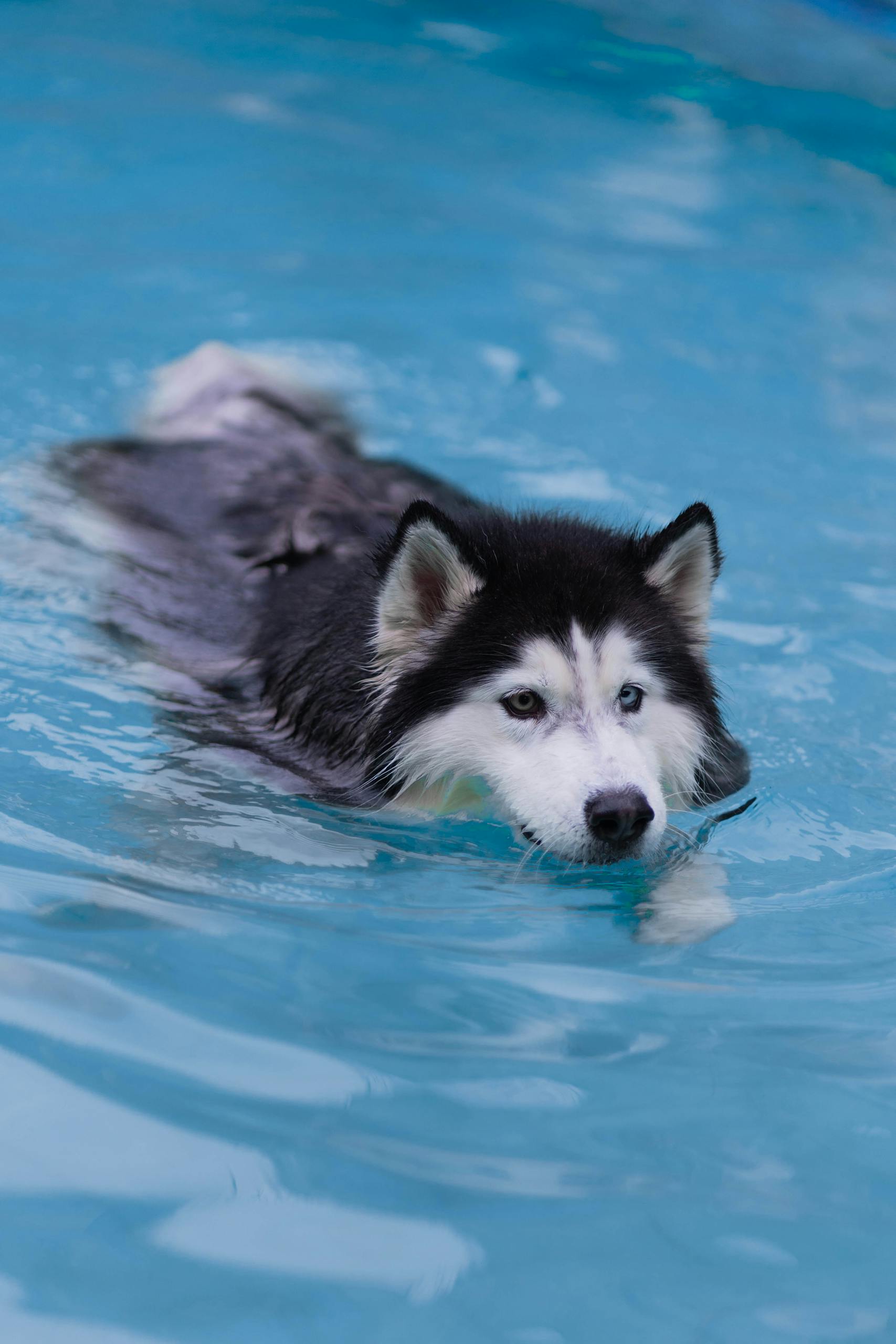 A cute Siberian Husky enjoys swimming in a clear blue pool, showcasing its furry coat.
