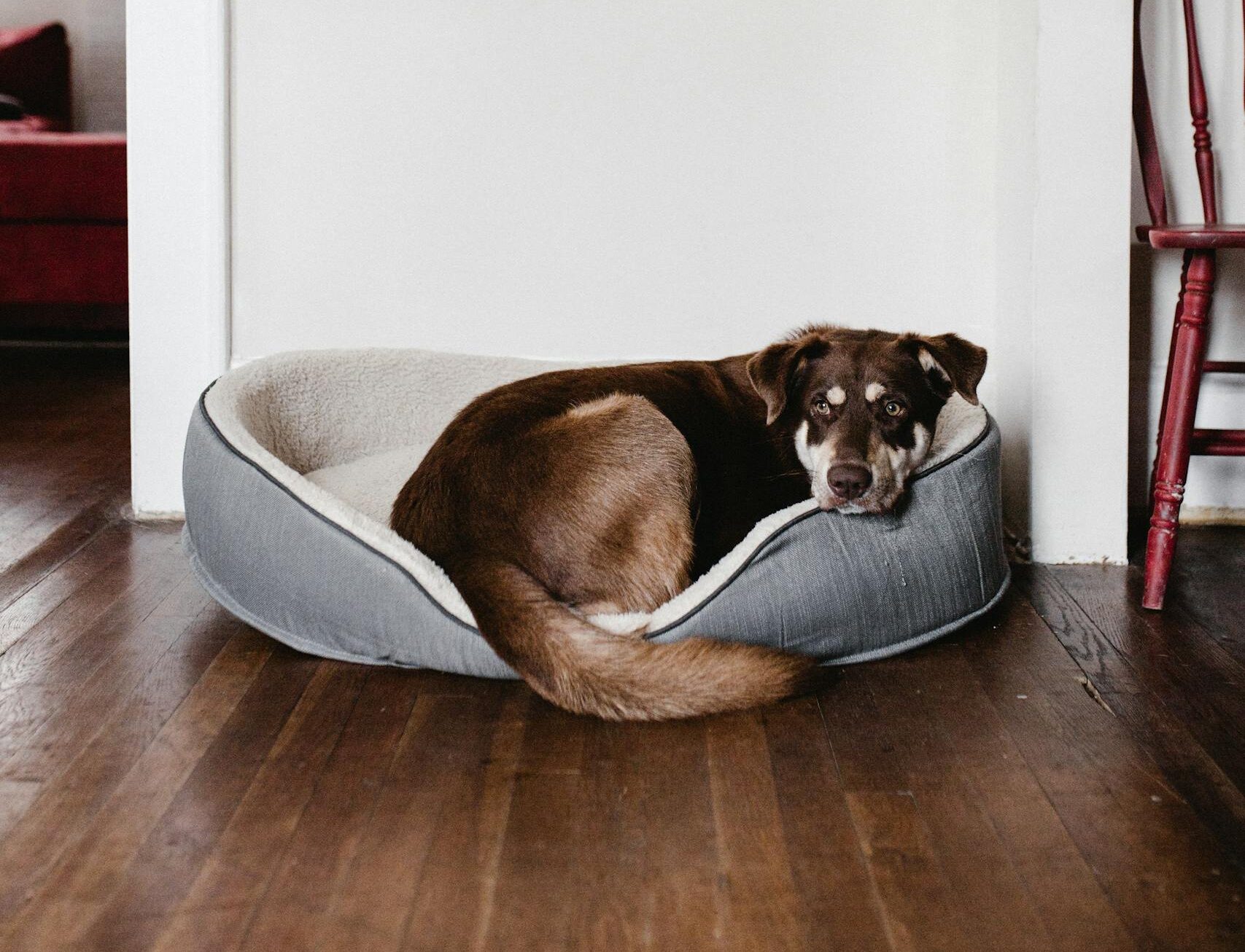 Adorable brown dog resting in a cozy bed on a hardwood floor indoors.