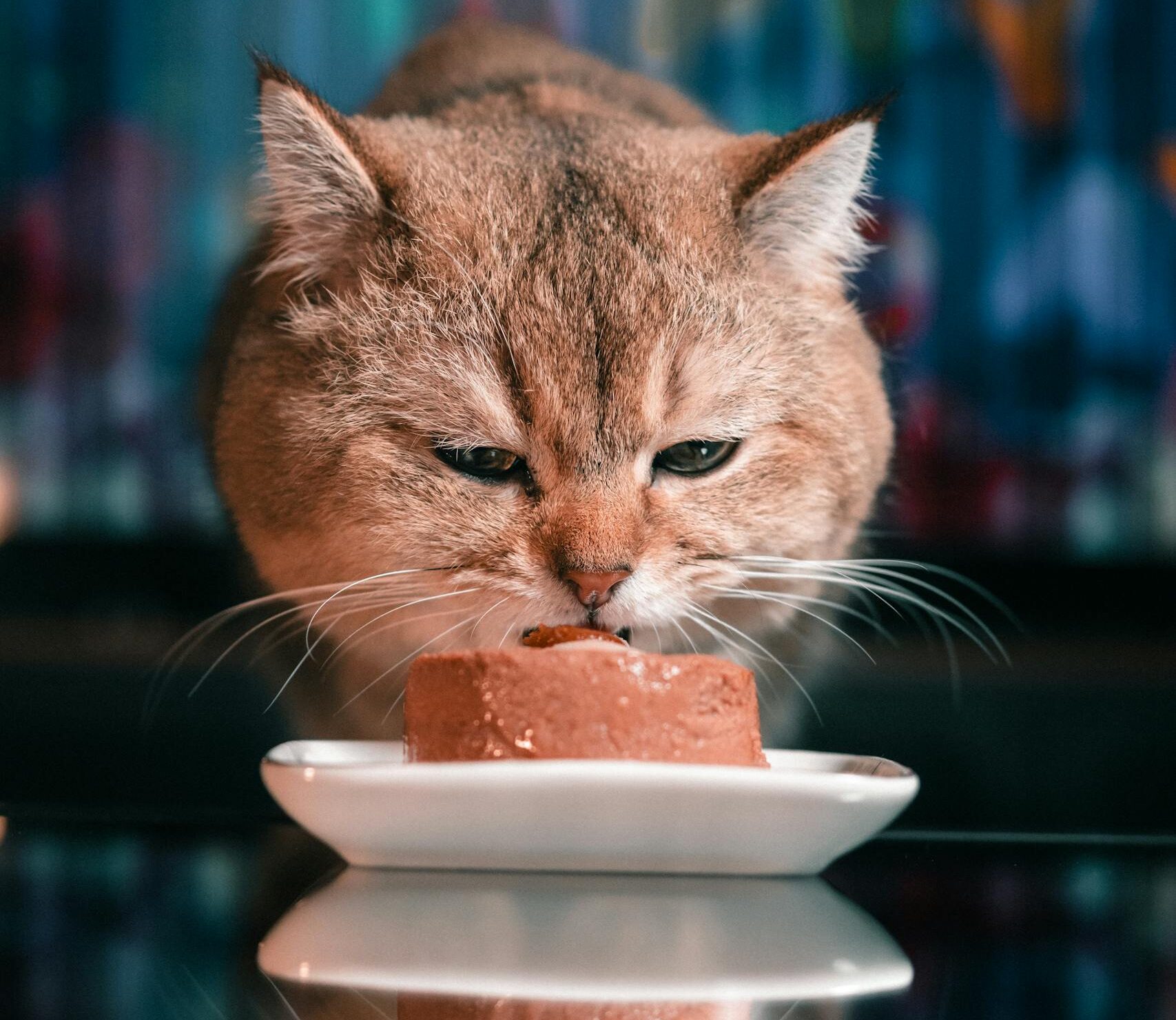 Close-up of a cat enjoying a meal on a reflective surface in Berlin.