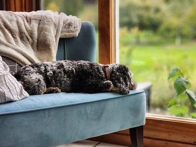 A cute dog lying on a blue sofa by a large window, enjoying a peaceful indoor setting.