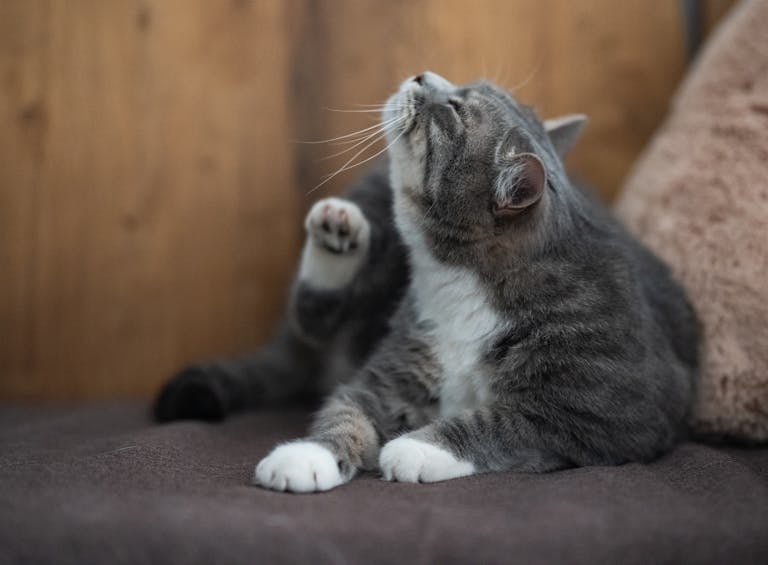 A cute domestic cat stretching and scratching indoors, showcasing its furry elegance.