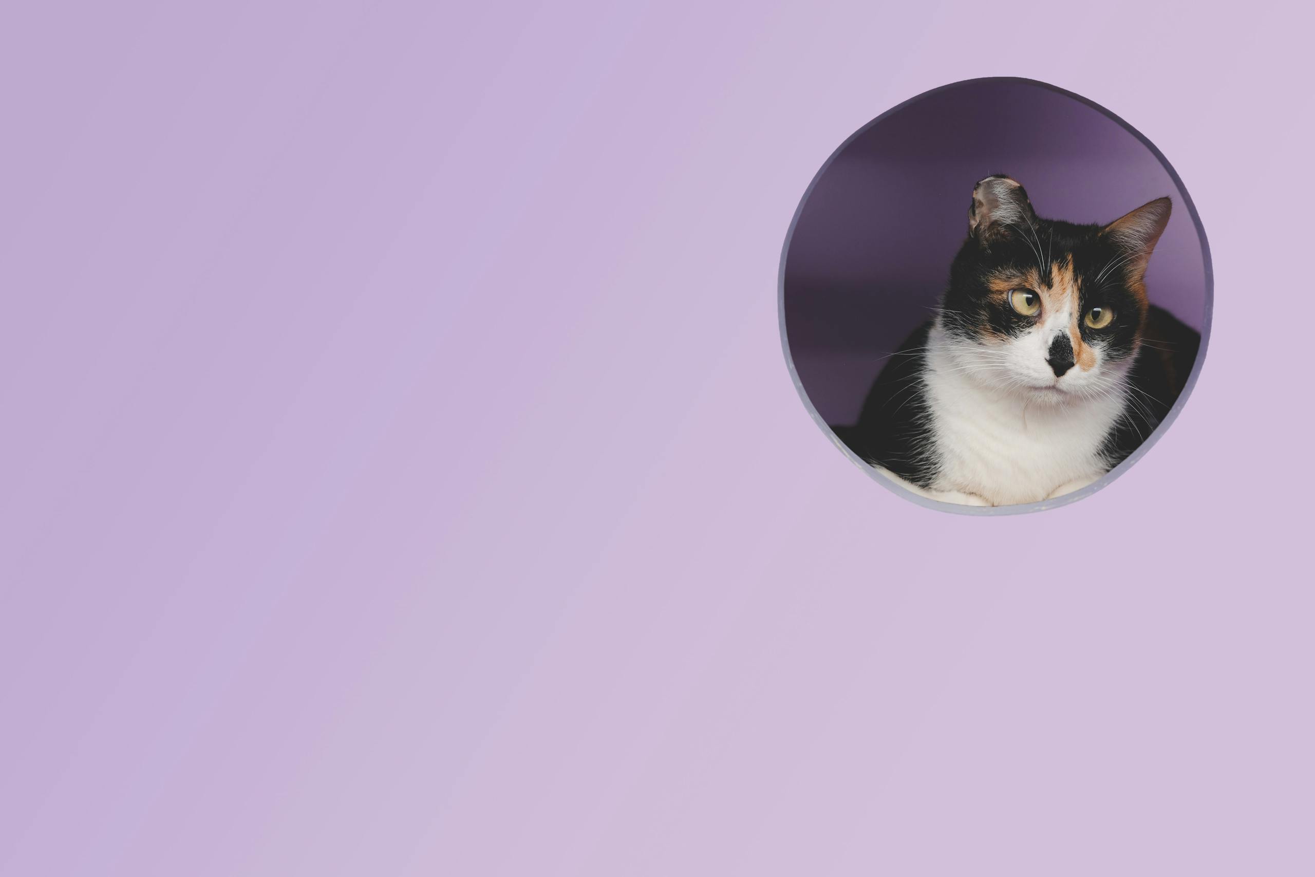 Cute calico cat peeking from a circular hole in a pastel purple box. Perfect for pet lovers.