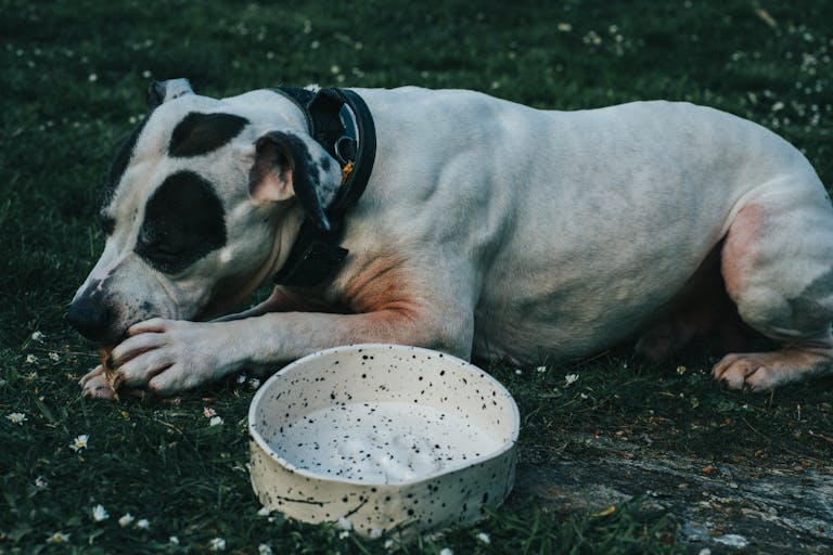 Dog lying on grass next to a bowl, enjoying a bone outdoors.