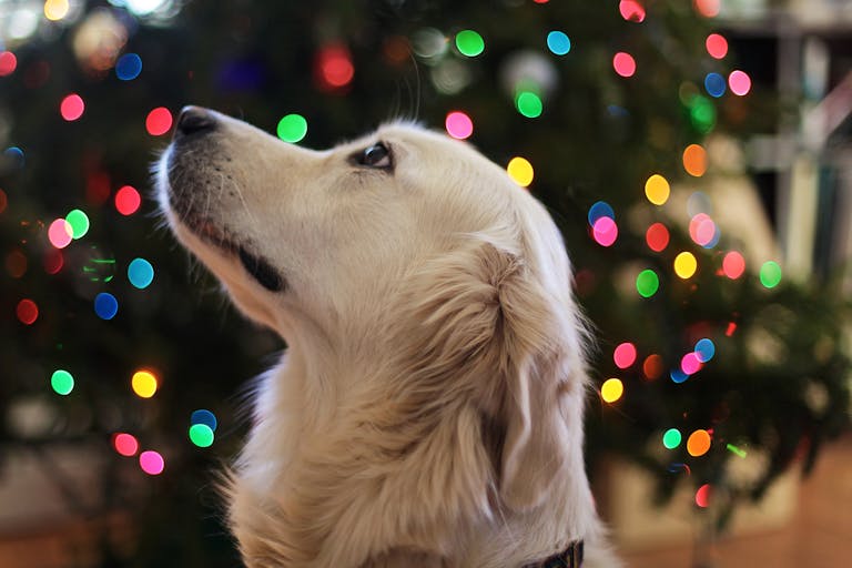 Adorable Golden Retriever with Christmas tree lights in the background, creating a festive atmosphere.
