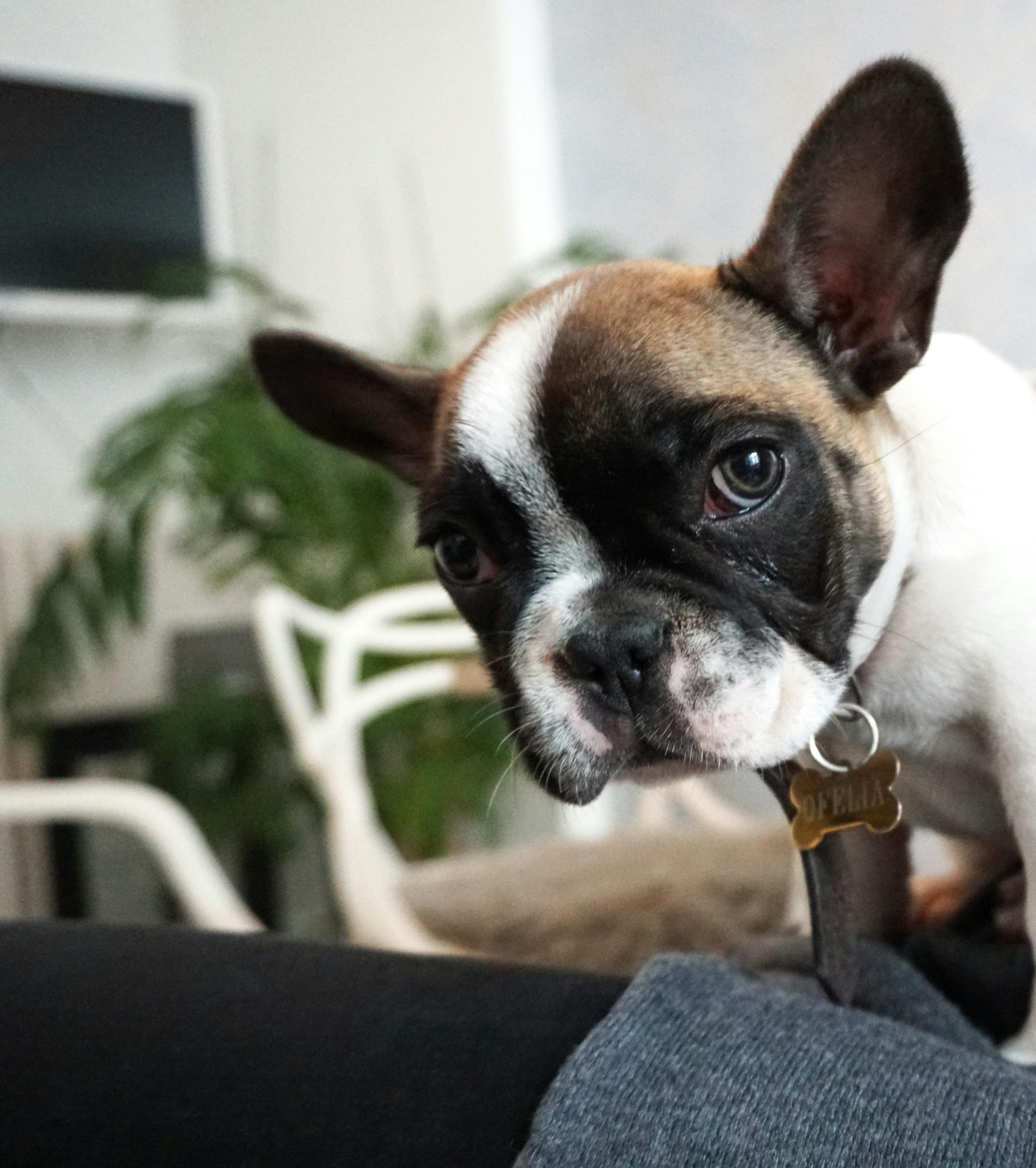 Cute French bulldog puppy looking at the camera in a cozy indoor setting.