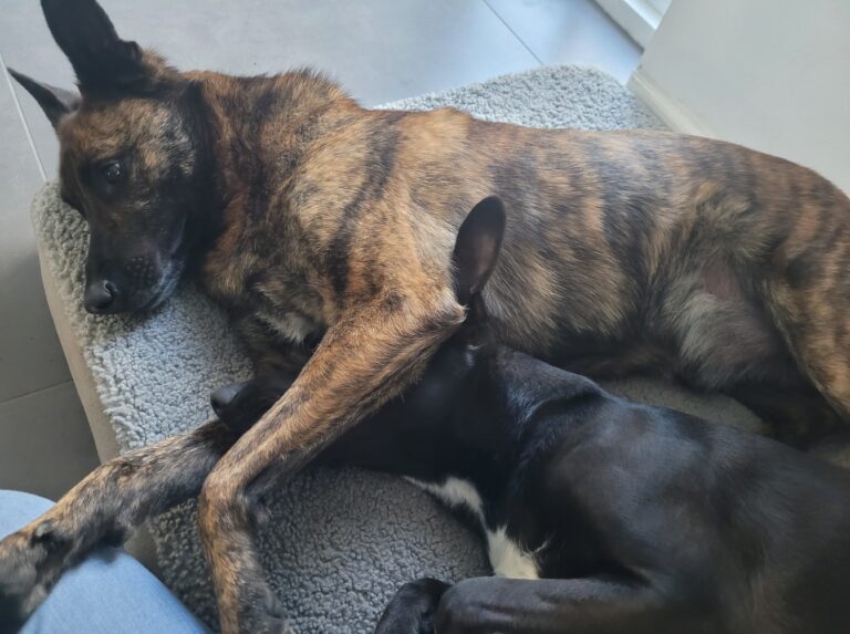 Onze eerste ontmoeting met Wodan