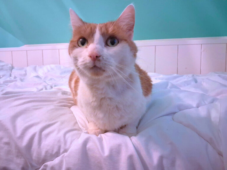 Dierenliefde is niet in geld uit te drukken – dierenartszorg wel