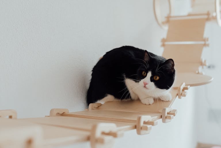 Cute tuxedo cat perched on a wooden bridge, inside a modern pet playground.