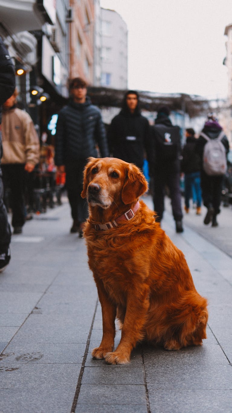 A Golden Retriever sitting on a bustling city sidewalk, surrounded by pedestrians.
