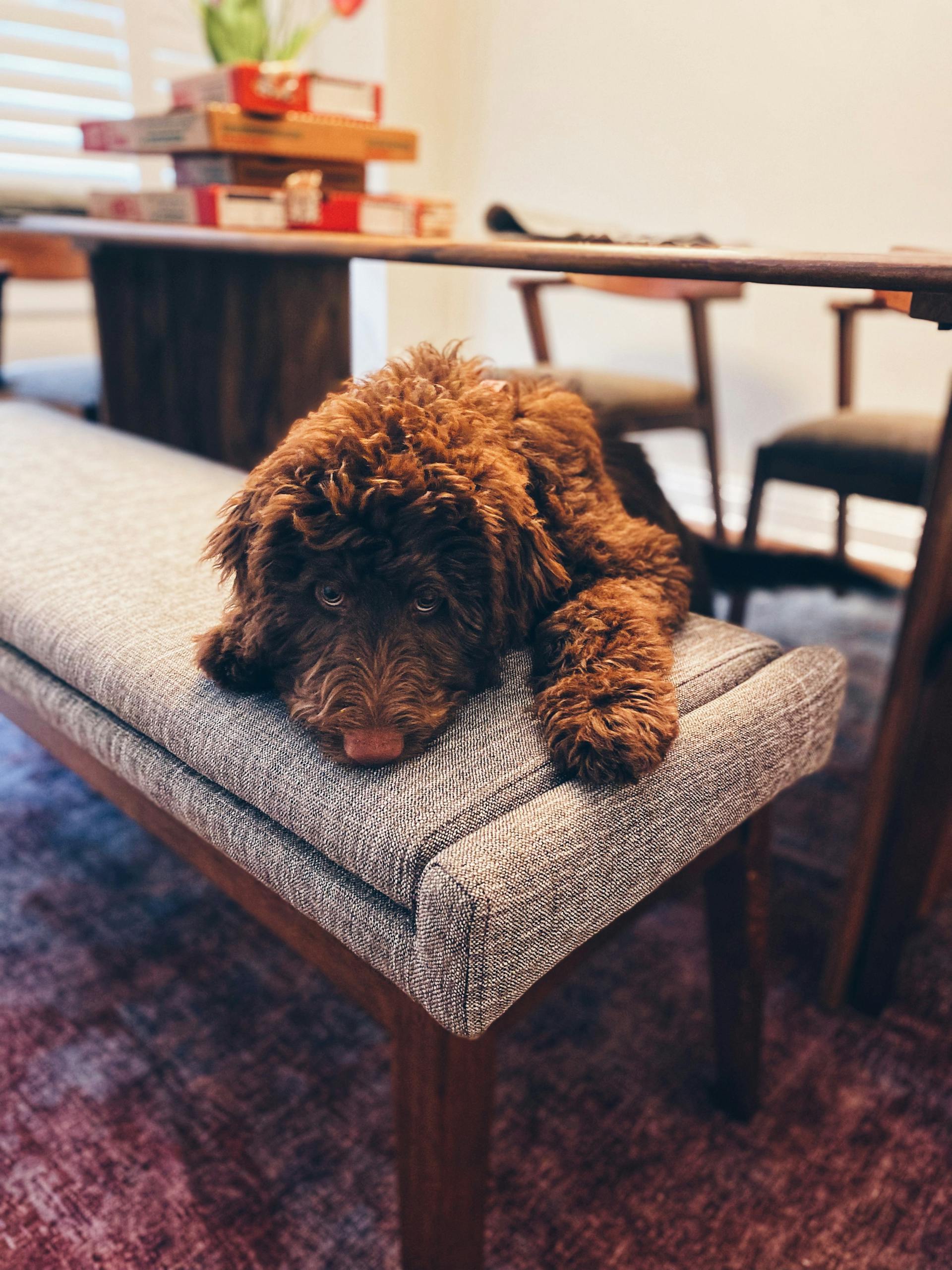 Adorable brown labradoodle lying on a bench indoors, creating a cozy home atmosphere.