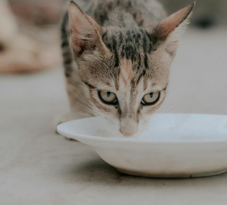 Adorable close-up of a cat drinking from a white plate on the floor.