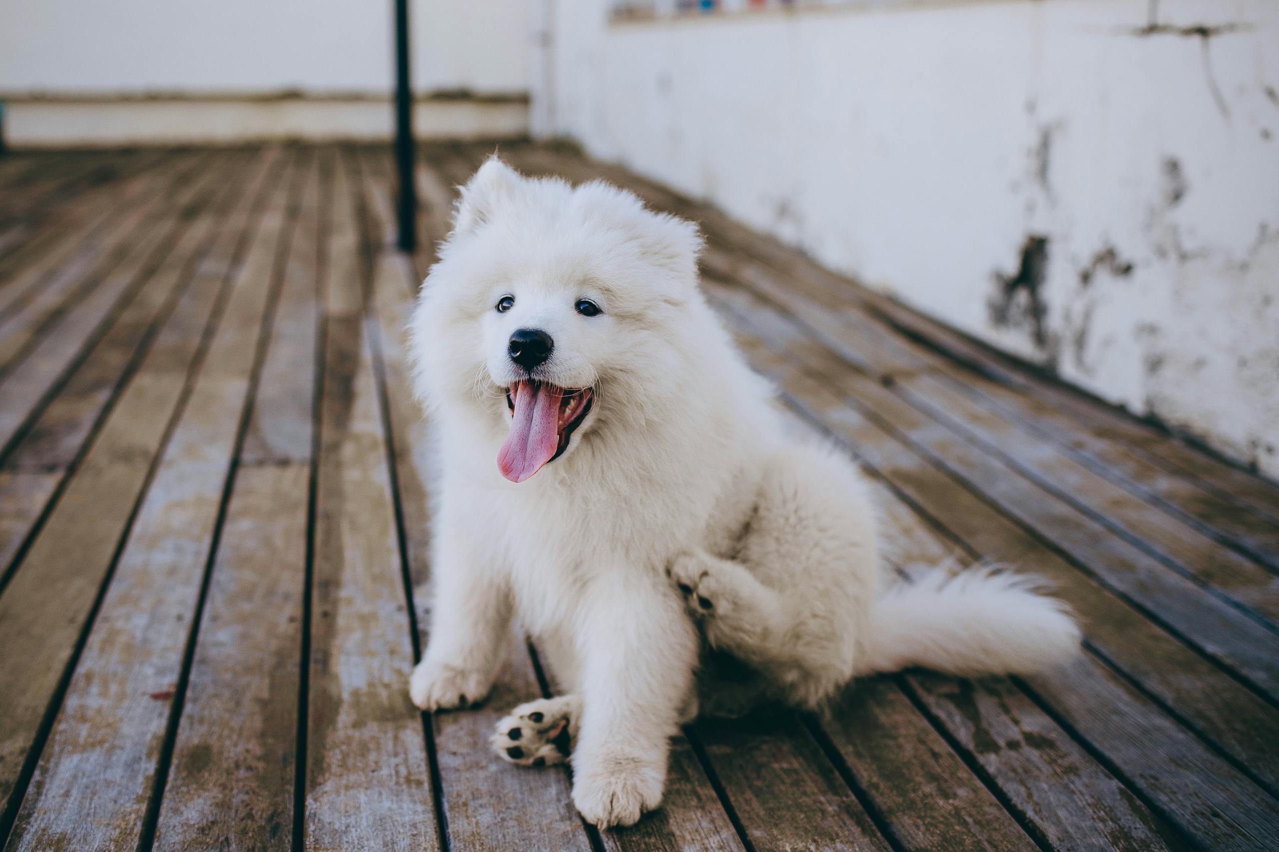 Charming Samoyed puppy with fluffy fur relaxing on a wooden deck, showcasing cuteness and playfulness.